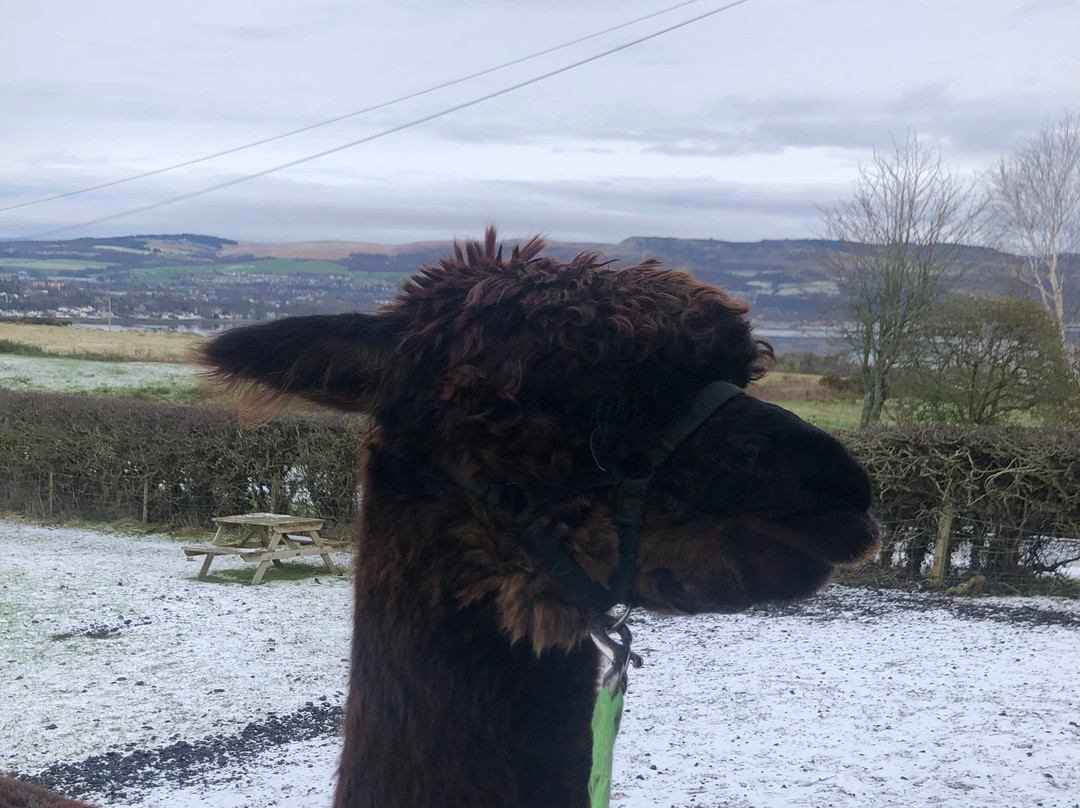 Larch Green Alpacas-格拉斯哥必去景点