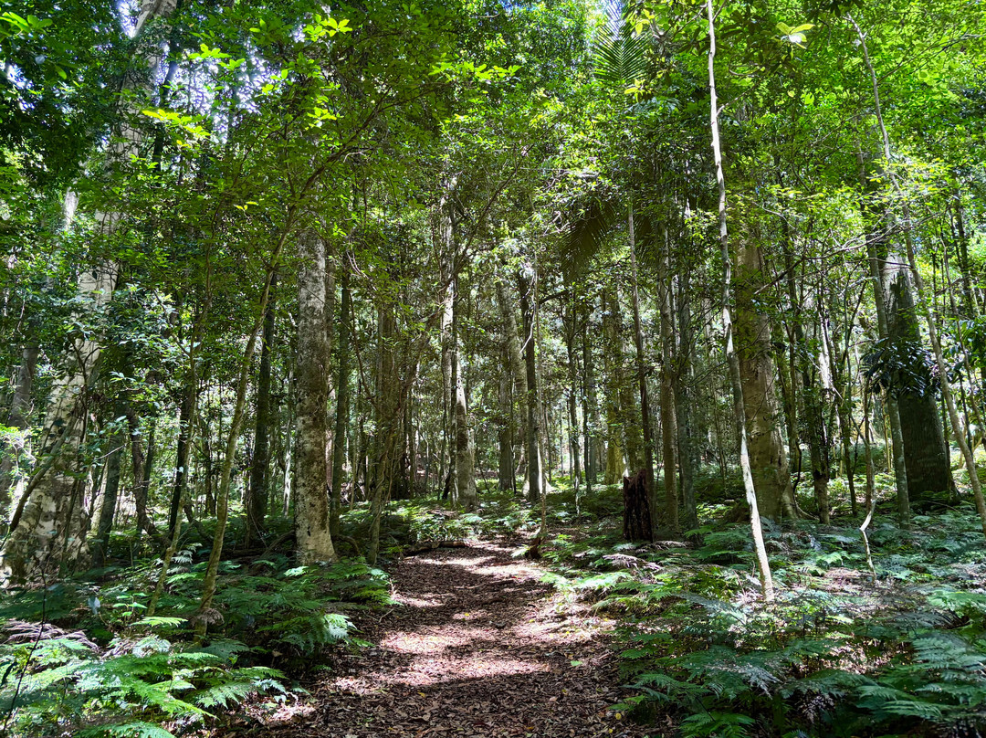 Paradise Falls-Bunya Mountains必去景点