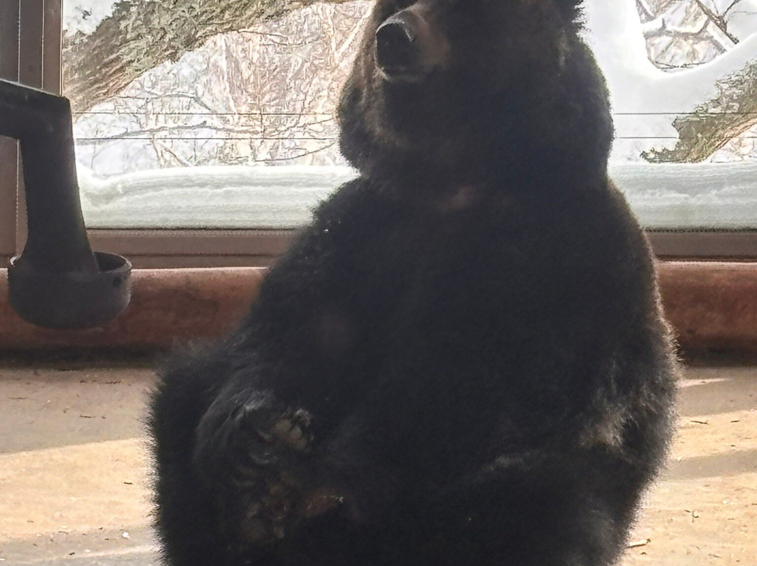 登别熊牧场-登别市必去景点