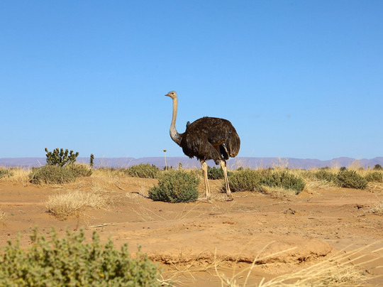 Ultimate Morocco Tours-迈哈米德必去景点