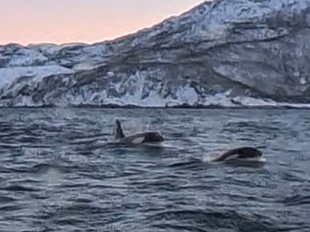 Lofoten Opplevelser-霍宁斯沃格必去景点