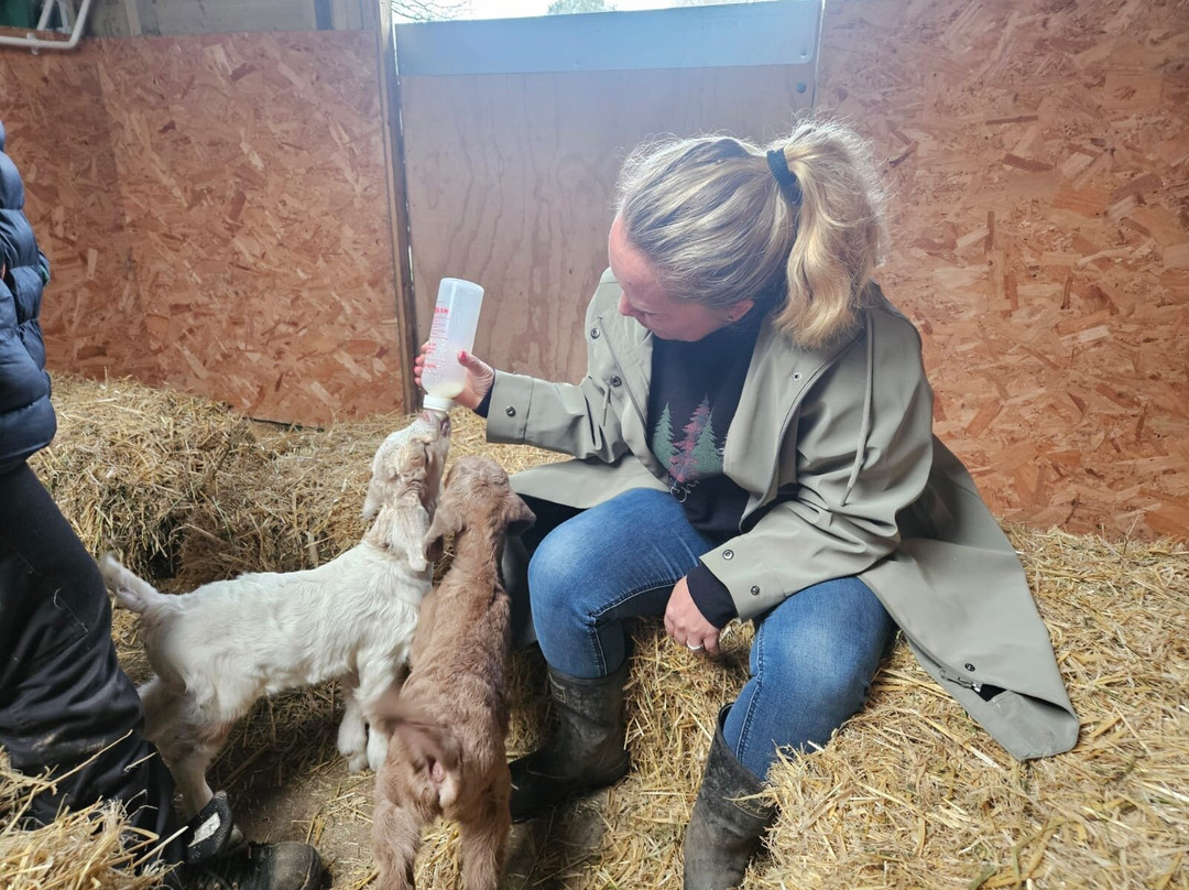 Buttercups Sanctuary for Goats-Boughton Monchelsea必去景点