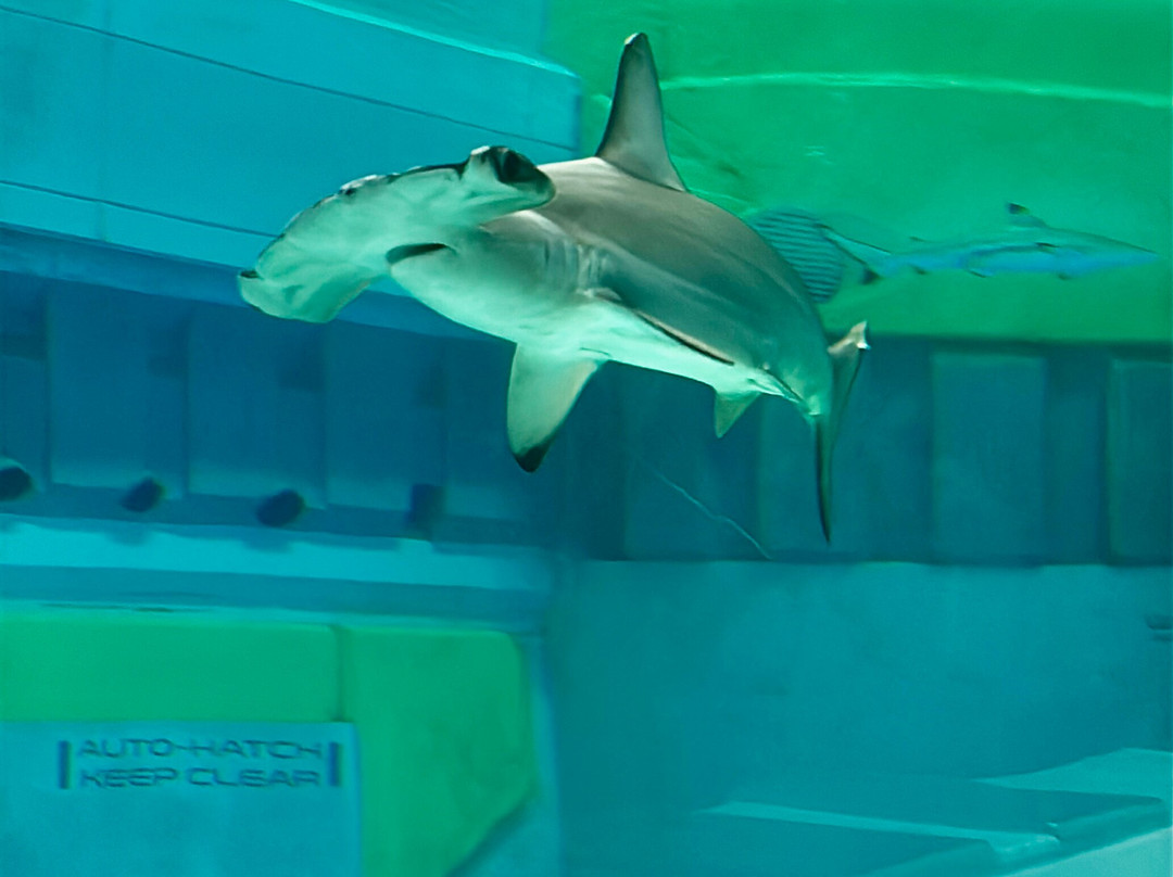 SeaWorld Yas Island Abu Dhabi-阿布扎比必去景点