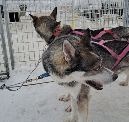 Era-Susi Huskies - Day Tours-Rukatunturi必去景点