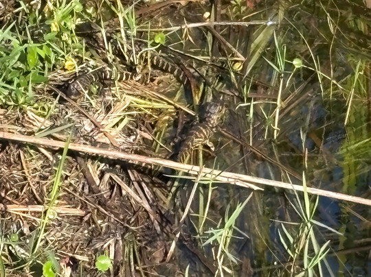Everglades National Park-佛罗里达城必去景点