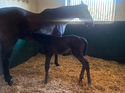 Farm Tours of Ocala-奥卡拉必去景点