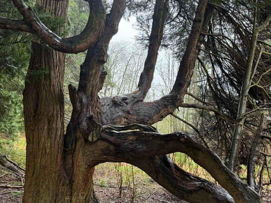 Redwood Park-素里必去景点