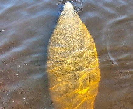 Manatee Park-迈尔斯堡必去景点