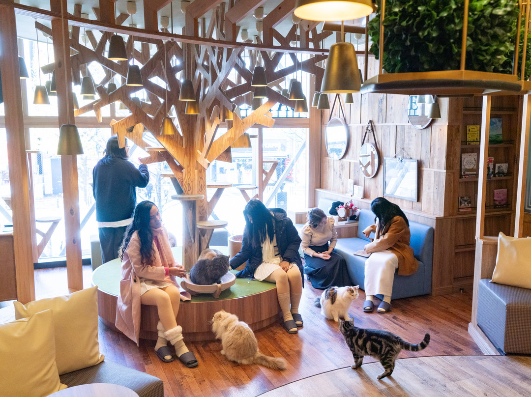 Cat Cafe MOCHA Akihabara-千代田区必去景点