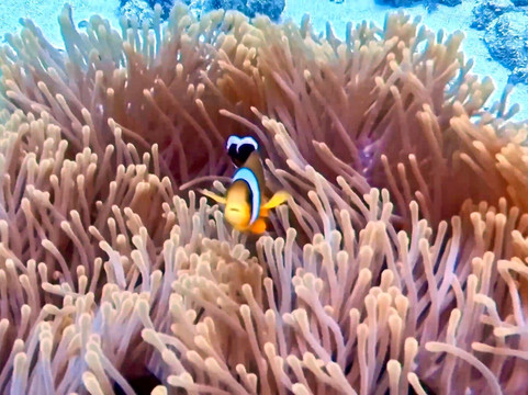 Diving World-大湾必去景点