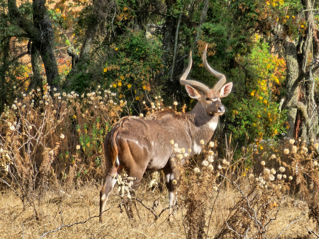 Bale Trek Ethiopia Tours-Goba必去景点