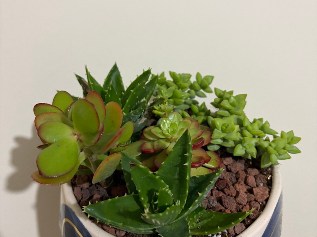 Chloris's Garden-阿克恰科贾必去景点