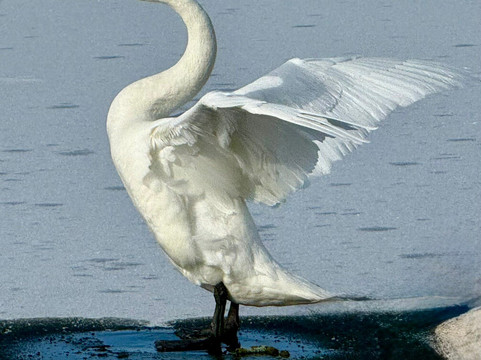 屈斜路湖-弟子屈町必去景点