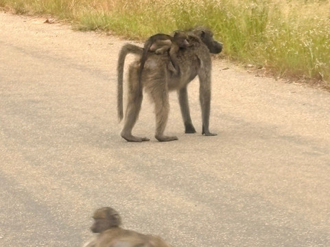 Discover Kruger Safaris-库马堤港必去景点