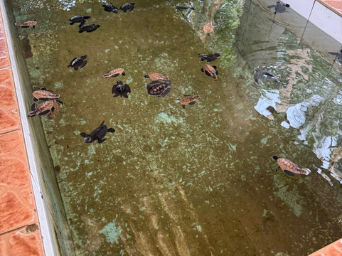 海龟保护协会-班托塔必去景点