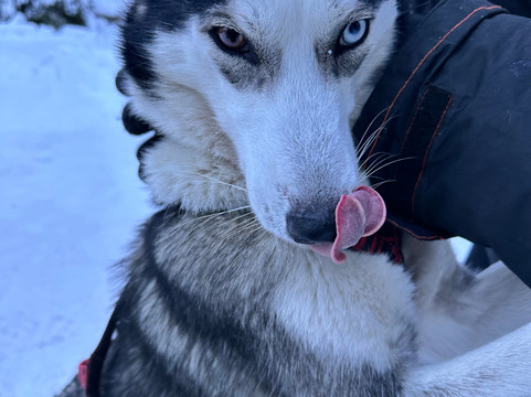 Arctic Expedition-埃斯波必去景点