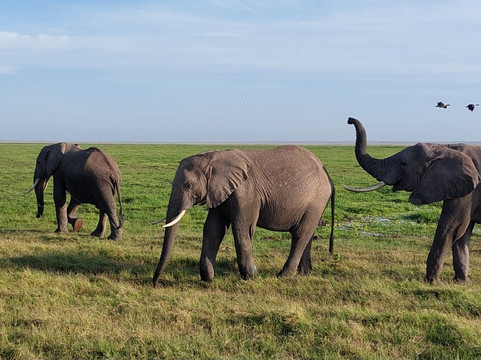 Amboseli National Park-Amboseli Eco-system必去景点