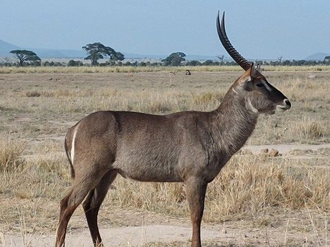 Amboseli National Park-Amboseli Eco-system必去景点