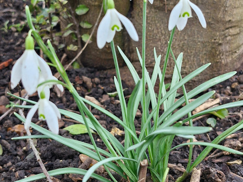 East Lambrook Manor Gardens-South Petherton必去景点