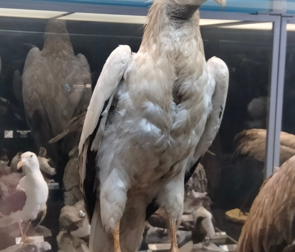 Museo di Scienze Naturali "E. Caffi"-贝加莫必去景点