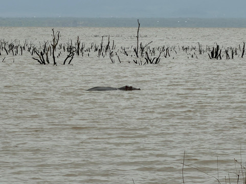 Lake Manyara-Lake Manyara National Park必去景点