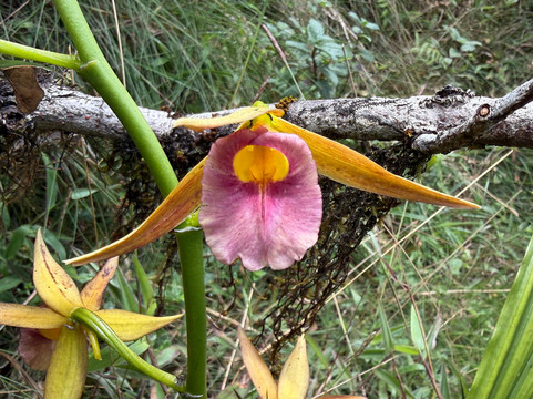 Nipuna Knuckles Trekking-康提必去景点
