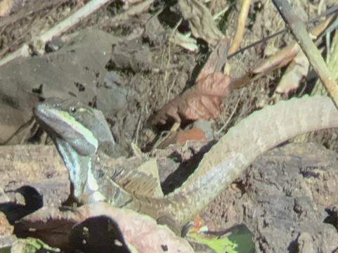 Rancho Tropical-希门尼斯港必去景点