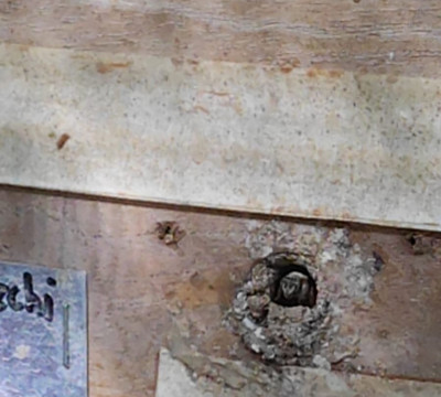 Bee Friendly Conservation Park-考祖梅必去景点