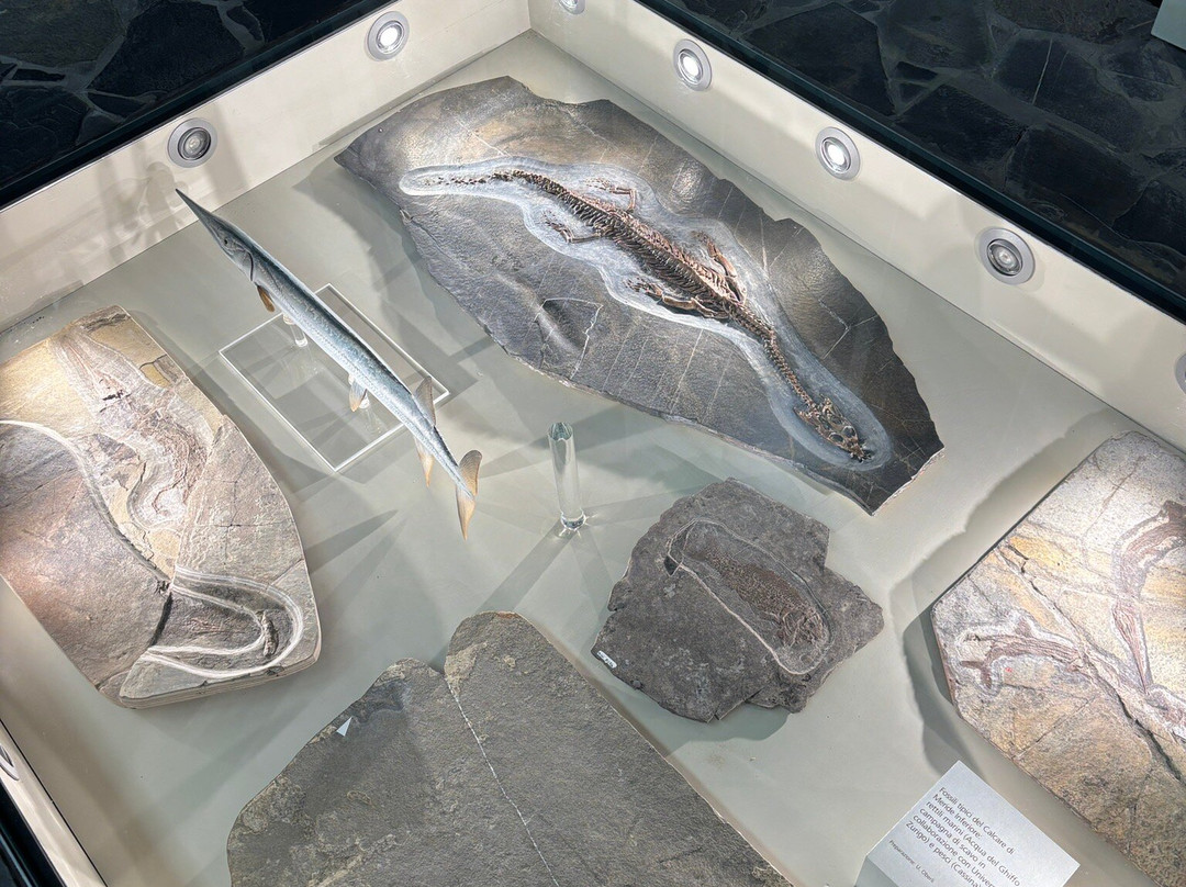 Museo Cantonale di Storia Naturale-卢加诺必去景点