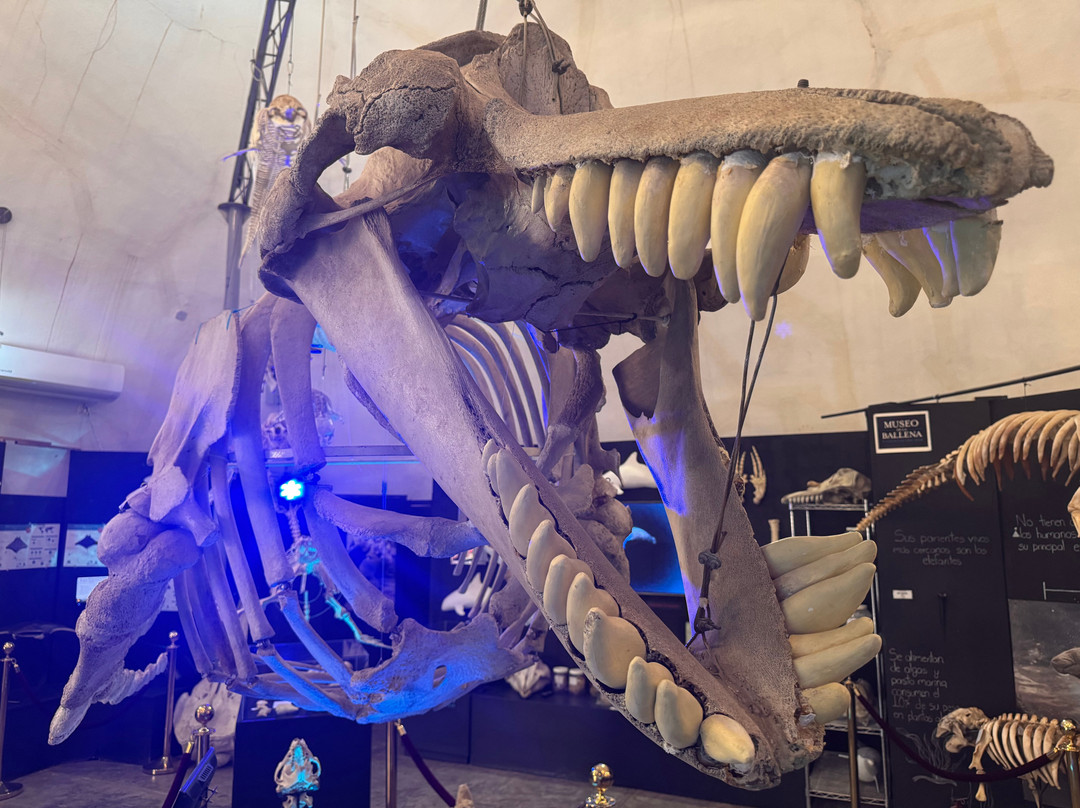 Taller De Osteología Museo De La Ballena-拉巴斯必去景点