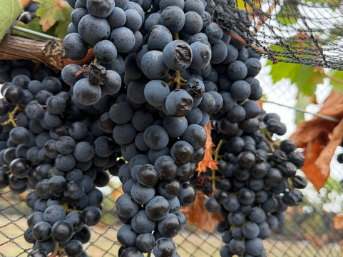 Ridgemill Estate Winery & Cellar Door-史丹霍普必去景点