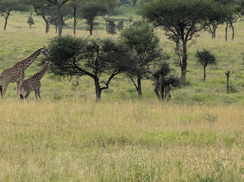 Serengeti Wakanda Tours & Safaris-阿鲁沙必去景点