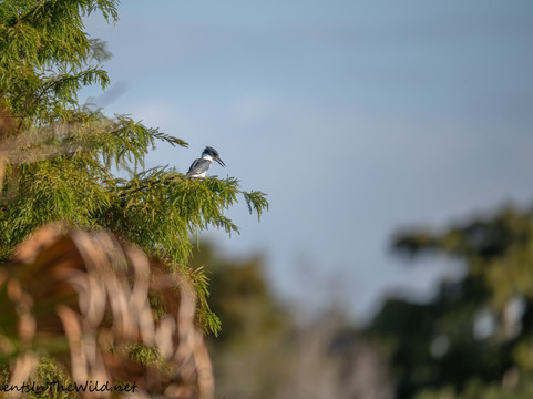 Circle B Bar Reserve-莱克兰必去景点