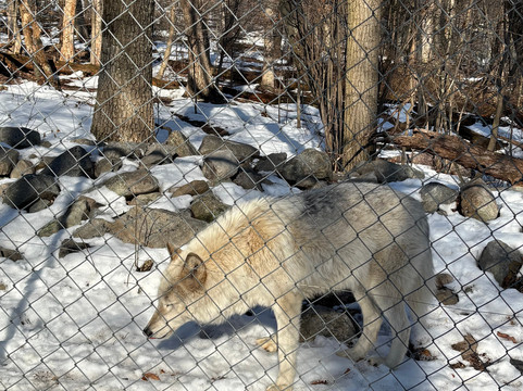 Lakota Wolf Preserve-Columbia必去景点