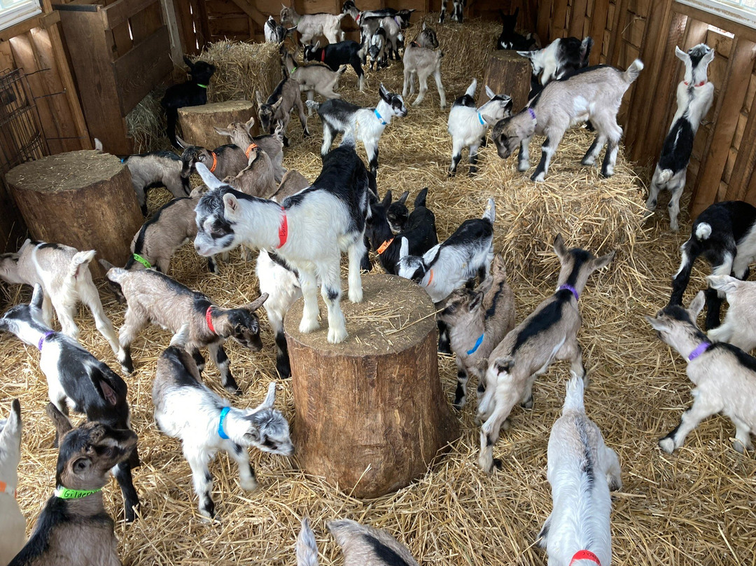 Gorgeous Goat Creamery-Stockton必去景点