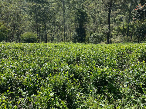 Ciao Bella Holidays-Malabe必去景点