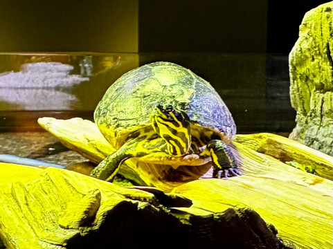 OdySea Aquarium-斯科茨代尔必去景点