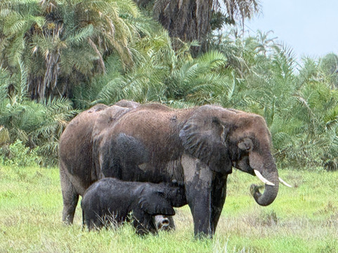 Tembo Wild-内罗毕必去景点