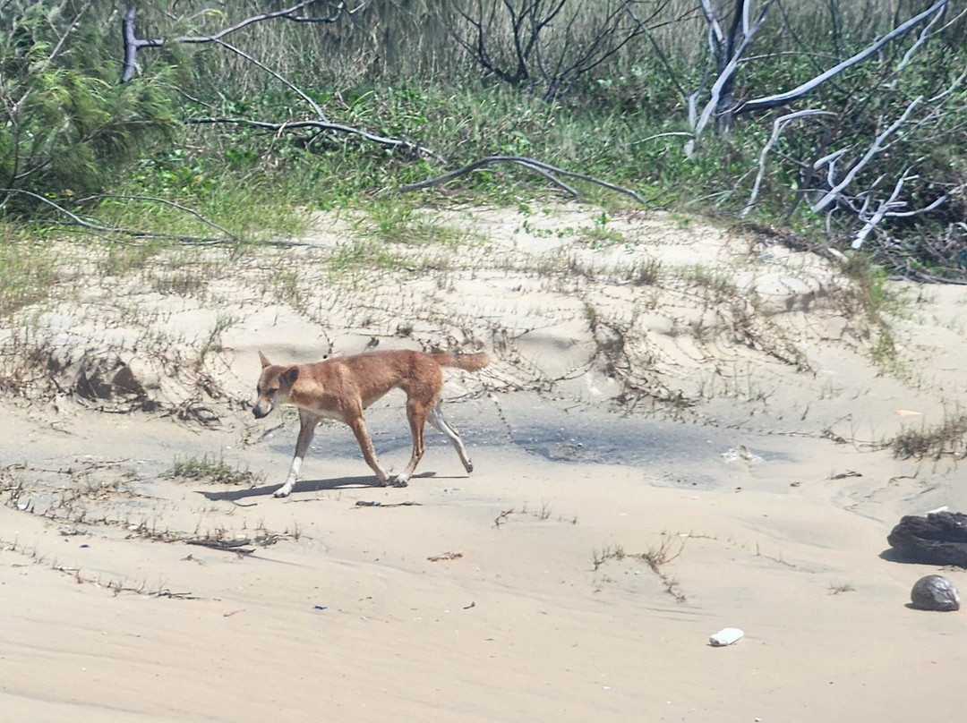 K'gari Explorer Tours-弗雷泽岛必去景点