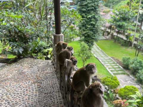 Sumatra orangutan escape-棉兰必去景点