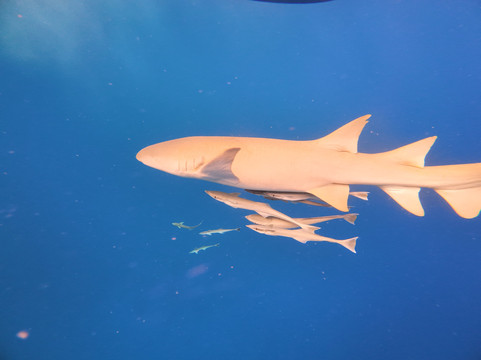 Koamas Dive & Water Sports Centre-Madivaru必去景点