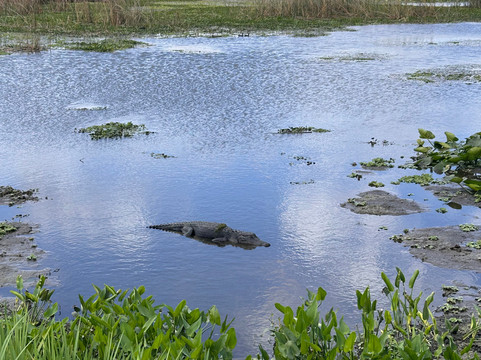 Orlando Wetlands-Christmas必去景点
