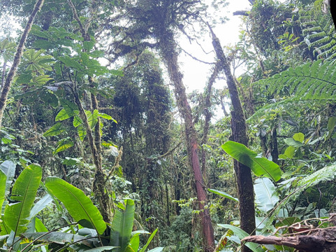 Reserva Bosque Nuboso Santa Elena-蒙特沃德必去景点