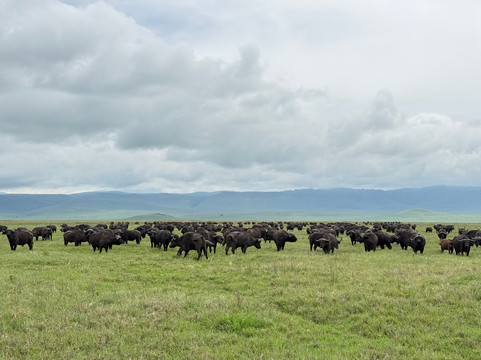 Dolphin Tours & Safaris Ltd-姆万扎必去景点