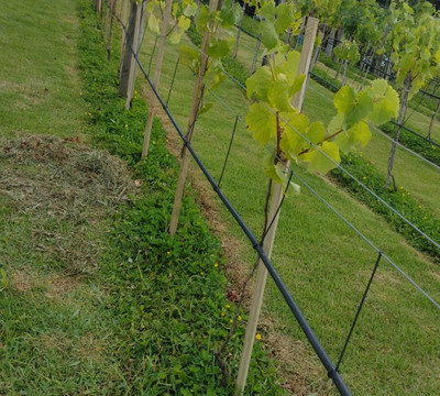 Goyah Vinhos E Vinhedos-Rancho Queimado必去景点