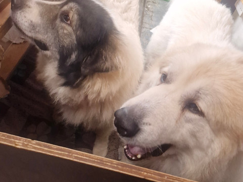 Tropiquaria Zoo-Washford必去景点