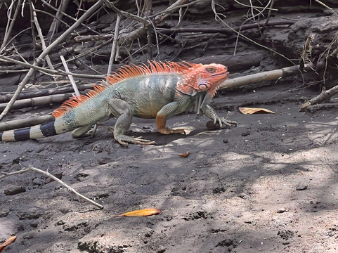 Aracari Experience-乌维塔必去景点