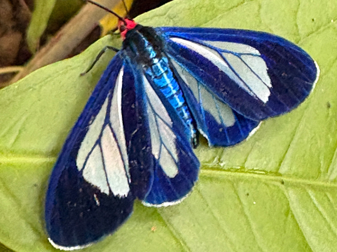 Finca Ecologica San Luis-蒙特沃德必去景点