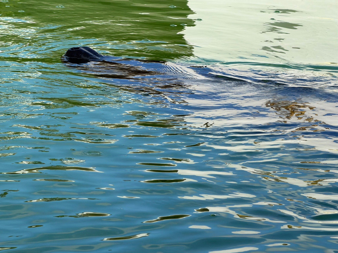 Centro de Conservación de Manatíes de Puerto Rico-Bayamon必去景点