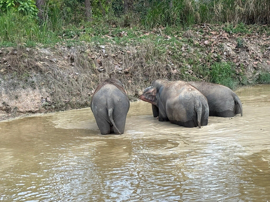 Maerim Elephant Sanctuary-夜林必去景点